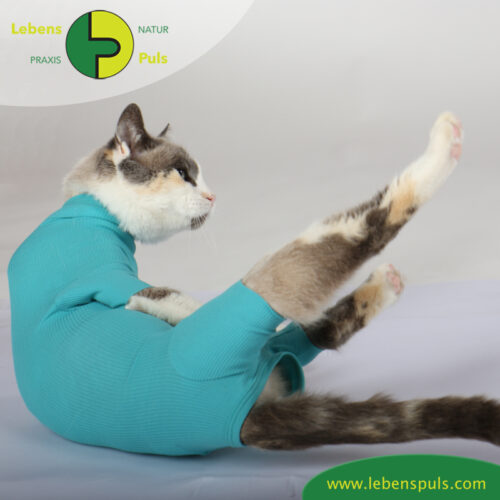 cat body für Katzen | Body mit kurzen Beinen | Wunden schützen 23 VetMedCare Tierbedarf Cat Body greenblue hinten
