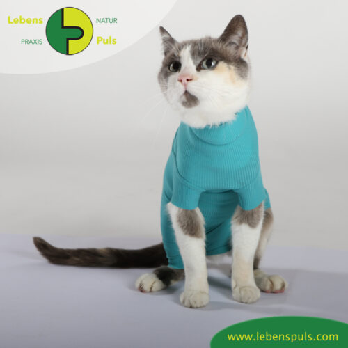 cat body für Katzen | Body mit kurzen Beinen | Wunden schützen 19 VetMedCare Tierbedarf Cat Body greenblue sitz