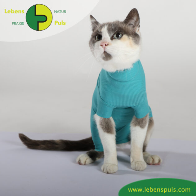 VetMedCare Tierbedarf Cat Body greenblue sitz