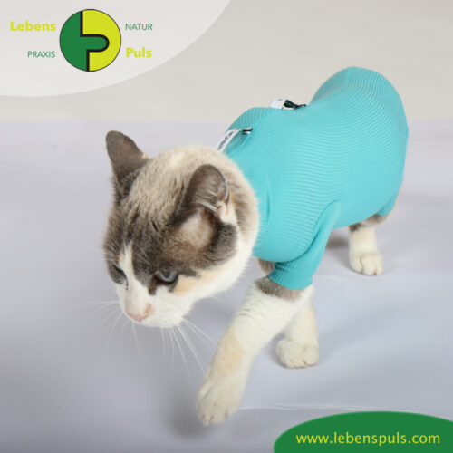 cat body für Katzen | Body mit kurzen Beinen | Wunden schützen 20 VetMedCare Tierbedarf Cat Body greenblue vorne
