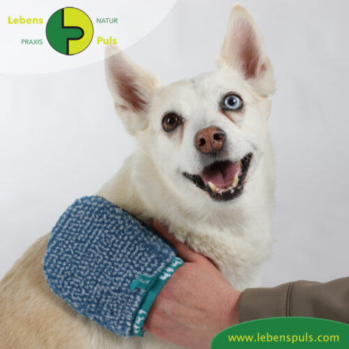 Fellpflege Handschuh | super sanfte Alternative zur BΓΌrste | Hund, Katze, Pferd, Kleintiere 10 VetMedCare Tierbedarf Hund Katze Pferd Fellpflegehandschuh klein1
