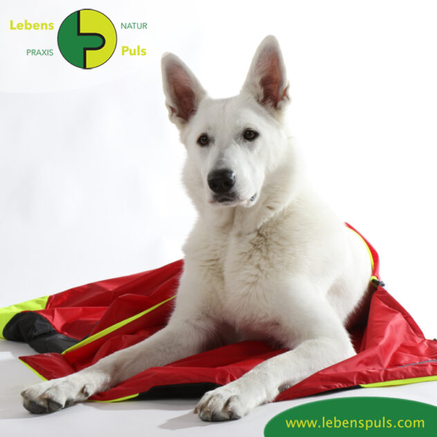 VetMedCare Tierbedarf Hundedecke Safety Bag