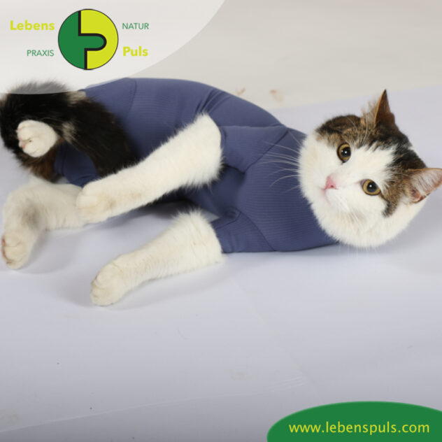 VetMedCare Tierbedarf Cat Body liegend indigoblue