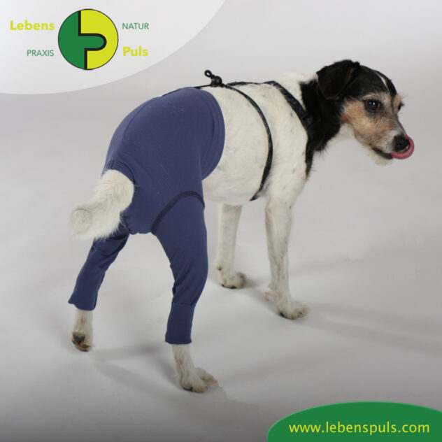 VetMedCare Tierbedarf dog Safety Pants hinten2 Hund Sicherheitshose, Hundewindel, Inkontinenz, Läufigkeit, Wunden schützen, Farbe indigo