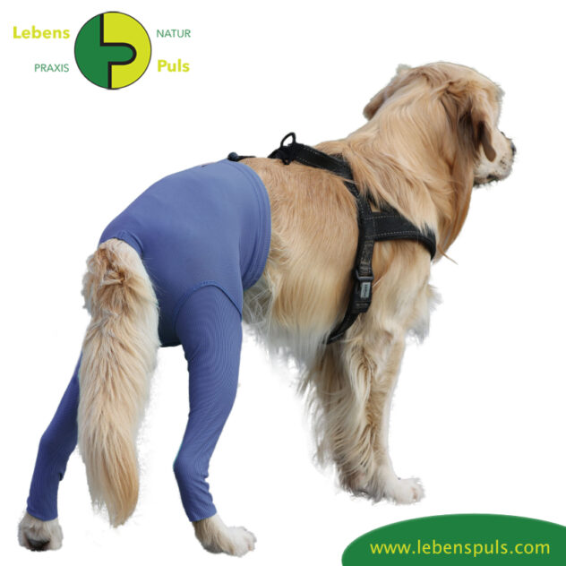 VetMedCare Tierbedarf dog Safety Pants hinten Hund Sicherheitshose, Hundewindel, Inkontinenz, Läufigkeit, Wunden schützen, Farbe indigo