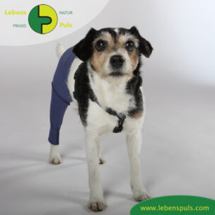 VetMedCare Tierbedarf dog Safety Pants vorne Hund Sicherheitshose, Hundewindel, Inkontinenz, Läufigkeit, Wunden schützen, Farbe indigo