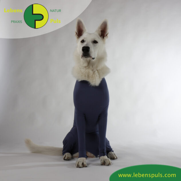 VetMedCare Tierbedarf Dog + Cat Body mit 4 Beinen Huendin indigoblue sitz2