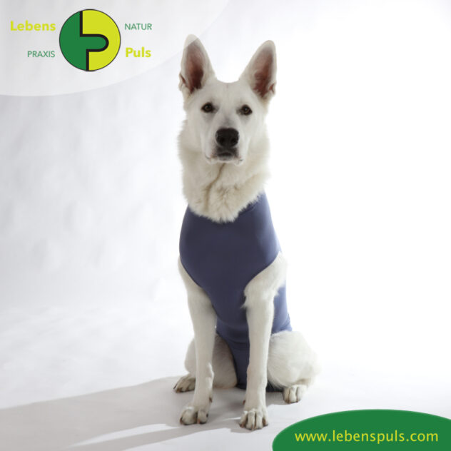 VetMedCare Tierbedarf Dog + Cat Body Huendin indigoblue sitz2