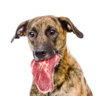 Hunde Futtermittel-Ergänzungen