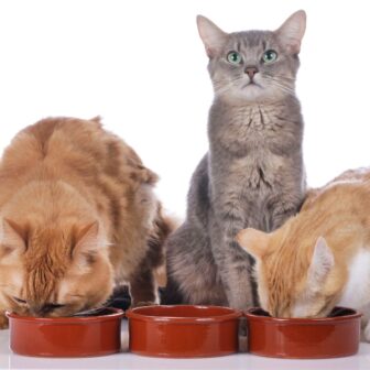 Katzen Futterabo