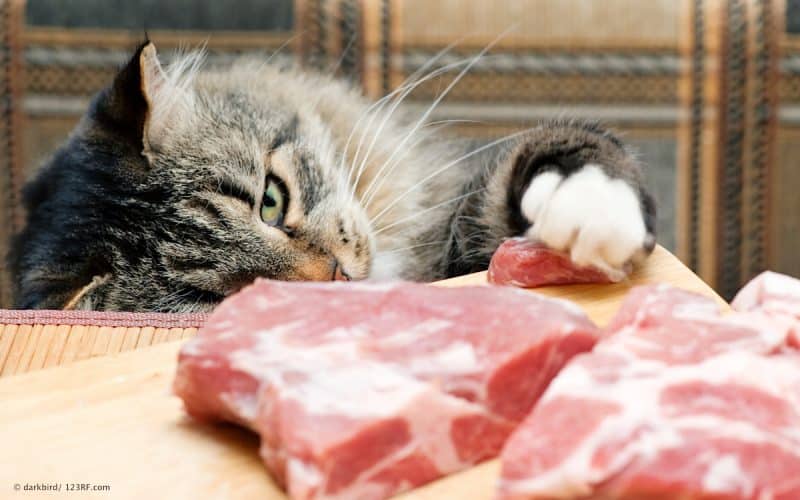 Aminosäuren Katze mit Fleisch Beitrag LebensPuls 123rf