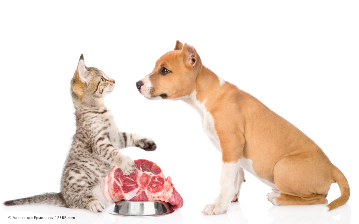 Hund Katze Fell und Haut Protein Fleisch Beitrag LebensPuls 123rf
