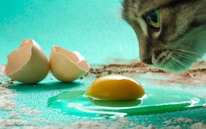 Hund Katze Fell und Haut Vitamin B Katze mit Eigelb Beitrag LebensPuls 123rf