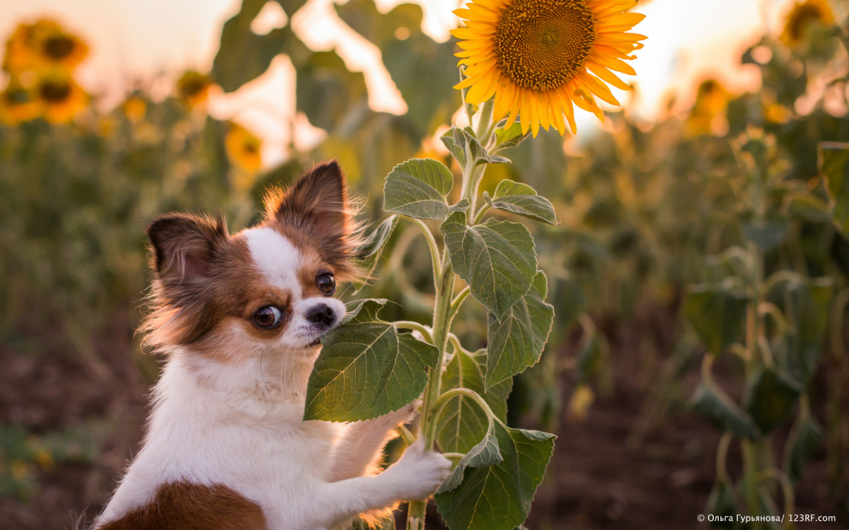 Hund Katze Fell und Haut Vitamin E Hund mit Sonnenblume Beitrag LebensPuls 123rf