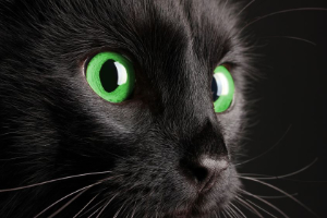 Hund Katze Fell und Haut Zink grüne Augen Beitrag LebensPuls