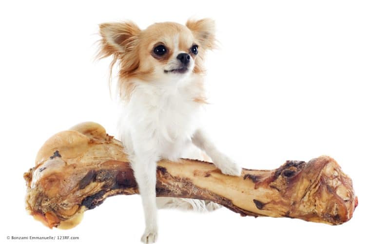 Calcium Hund mit Knochen Beitrag LebensPuls 123rf