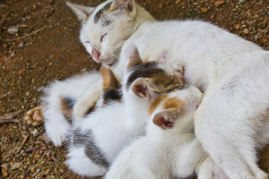Calcium Katze säugt ihre Kitten Beitrag LebensPuls