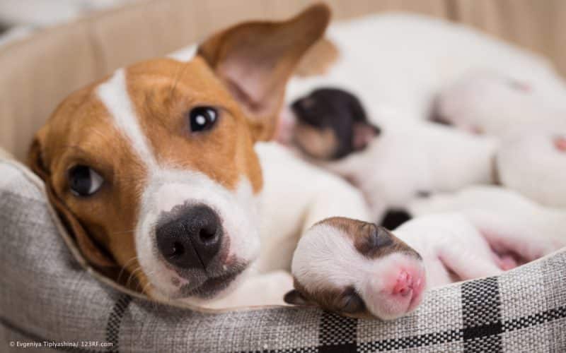 Eisen Hund mit Welpen nach Geburt Beitrag LebensPuls 123rf