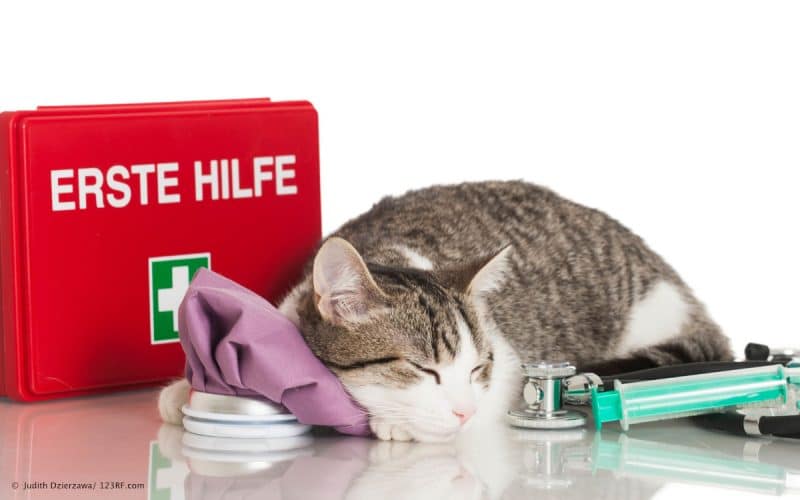 Erste Hilfe bei Katzen Beitrag LebensPuls 123rf