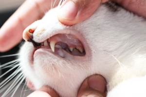 Erste Hilfe bei Katzen Druckprobe Zahnfleisch Kreislaufzustandsprüfung Beitrag LebensPuls 123rf