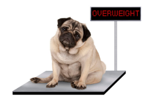 Fette Hund auf Waage mit Übergewicht Beitrag LebensPuls