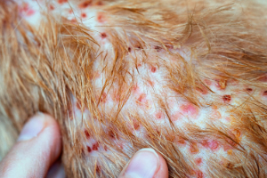Hund Katze Fell und Haut Vitamin B Hund mit Dermatitis Beitrag LebensPuls