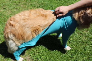 VetMedCare Tierbedarf Dog and Cat Body mit 4 Beinen und Zipper greenblue anziehen3