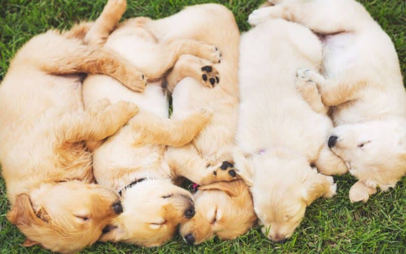 Hund Kastration Beitrag LebensPuls 123rf