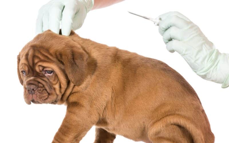 Hund Kastration Alternativen Beitrag Hormonchip LebensPuls 123rf