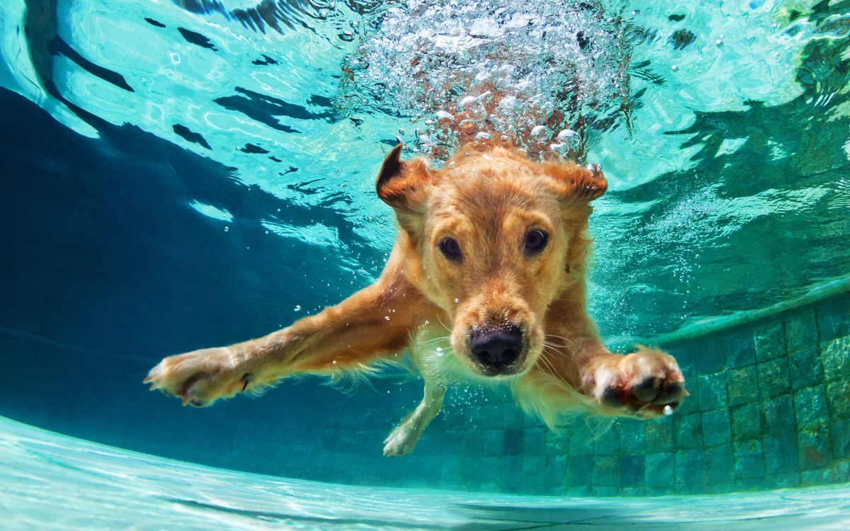 Aromatherapie Düfte für Tiere Pfefferminzöl Hund im Wasser Beitrag LebensPuls 123rf