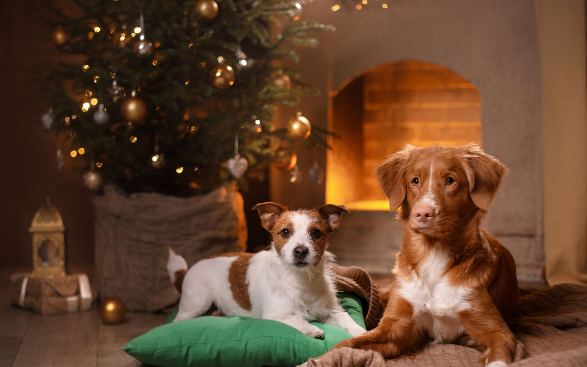 Aromatherapie Düfte für Tiere Hunde unter Weihnachtsbaum Tanne Beitrag LebensPuls 123rf