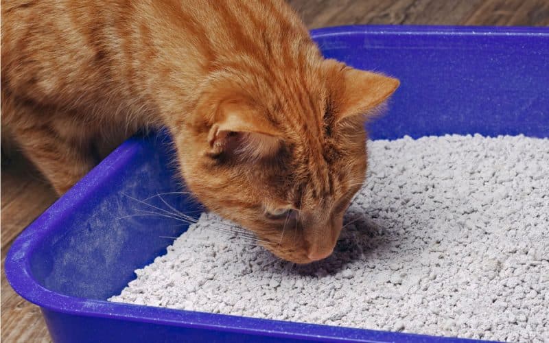 Aromatherapie Düfte für Tiere Katze vor Katzenklo Beitrag LebensPuls 123rf