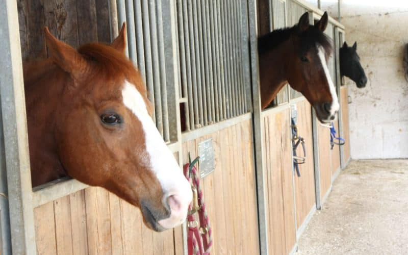 Aromatherapie Düfte für Tiere Kiefernöl Pferdestall mit Boxenhaltung Beitrag LebensPuls 123rf