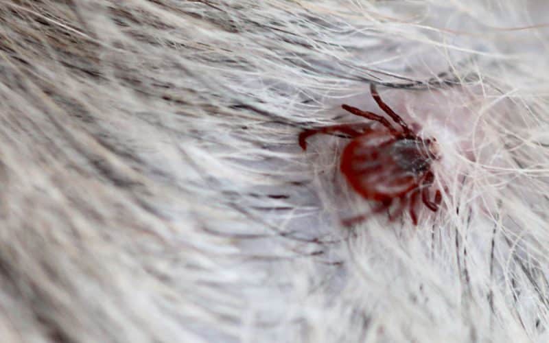 Aromatherapie Düfte für Tiere Zecke im Fell Beitrag LebensPuls 123rf