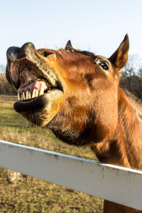Ergänzungsfuttermittel Natürlich Pferd flehmen riechen