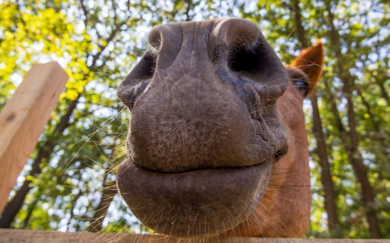 Ihr Pferd hustet Pferd mit verschleimten Nüstern Beitrag LebensPuls 123rf