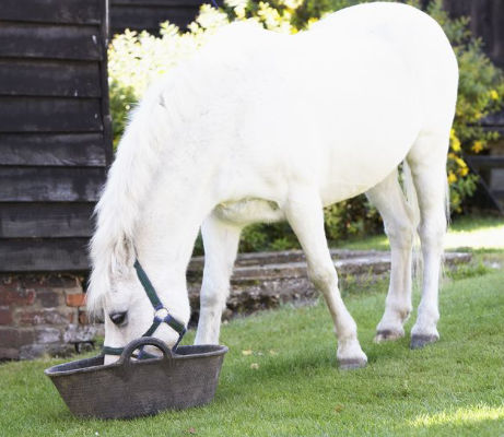 Ergänzungsfuttermittel Natürlich Pferd frisst Futter