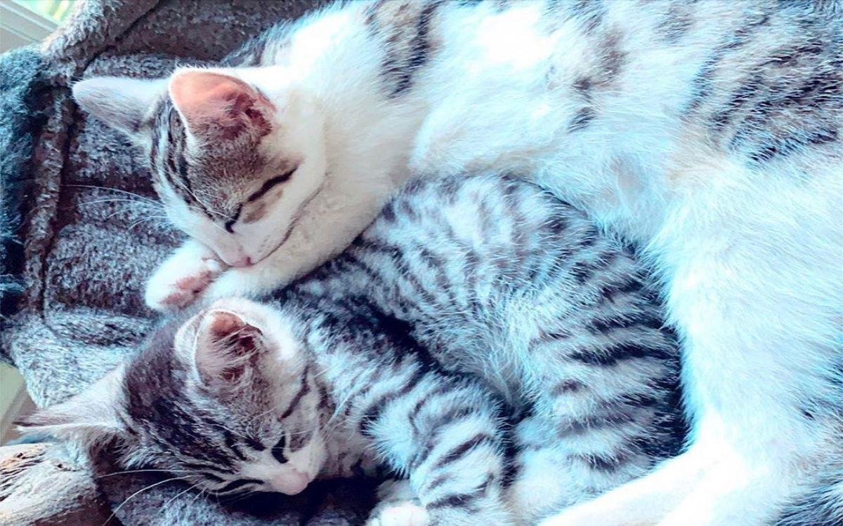 Zum ersten Mal Katzeneltern werden Beitrag LebensPuls Katzen Lola und Juno Autor Zorana Topic