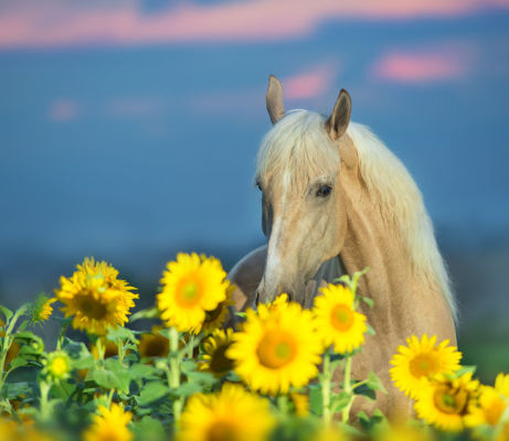Pferd mit Sonnenblumen Sonnenblumen Presskuchen 123rf
