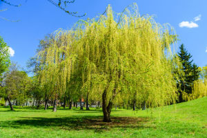 Weide babylon willow