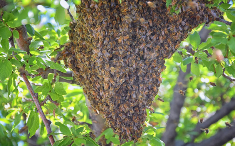 Erdstrahlung Tiere Strahlensucher Strahlenflüchter, Bienenschwarm, Beitrag LebensPuls