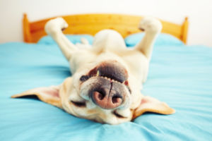 Erdstrahlung Tiere Strahlensucher Strahlenflüchter, Hund im Bett, Beitrag LebensPuls