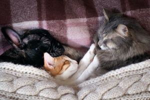 Erdstrahlung Tiere Strahlensucher Strahlenflüchter, Hund und Katze schlafen, Beitrag LebensPuls