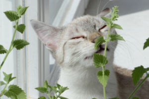 Düfte für Tiere, ätherische Öle, Wissenswertes, Katze mit Katzenminze, Beitrag LebensPuls