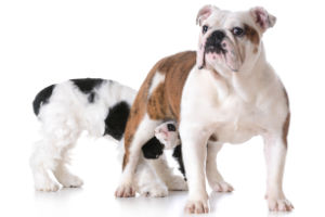 Düfte für Tiere, ätherische Öle, Wissenswertes, Hund schnüffelt an Hund, Beitrag LebensPuls