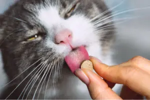 Katze mit Pille, Futtermittelergänzung, Supplement, MHD abgelaufen