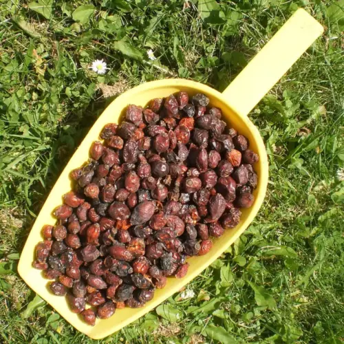 BIO Hagebutten | Früchte im Ganzen | für Pferde | wertvolle Nahrungsergänzung für Futtermittel 8 Einzelfuttermittel Natürlich Pferd BIO Hagebutten Immunsystem Vitamin C