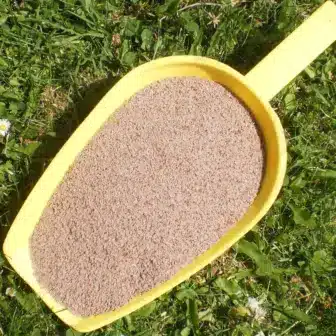 BIO Flohsamen | Samen gemahlen | Krรคuter fรผr Pferde | wertvolle Nahrungsergรคnzung fรผr Futtermittel 8 Einzelfuttermittel Natรผrlich Pferd BIO Flohsamen Prรคbiotikum Darmsanierung