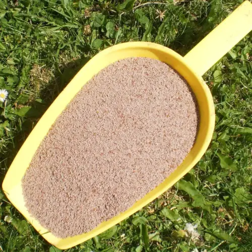 BIO Flohsamen | Samen gemahlen | Kräuter für Pferde | wertvolle Nahrungsergänzung für Futtermittel 8 Einzelfuttermittel Natürlich Pferd BIO Flohsamen Präbiotikum Darmsanierung
