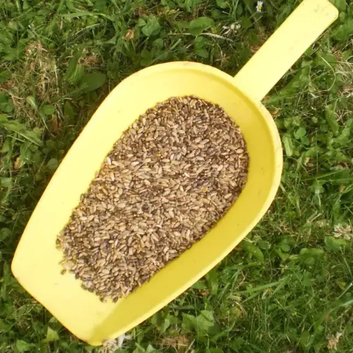 BIO Mariendistel | Samen ganz | Krรคuter fรผr Pferde | wertvolle Nahrungsergรคnzung fรผr Futtermittel 6 Einzelfuttermittel Natรผrlich Pferd BIO Mariendistel Samen entgiftend reinigend Leber regenerierend